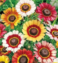 Painted Daisy Seeds 400+ Annual Flower Cutflower Chrysanthemum carinatum