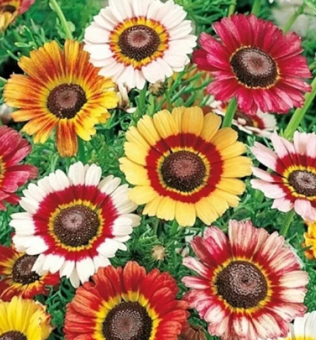 Painted Daisy Seeds 400+ Annual Flower Cutflower Chrysanthemum carinatum