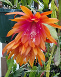 Epiphyllum 'Mr. P.' Rooted Cutting - Rare Orchid Cactus - Unique Houseplant for Indoor Gardening