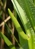 35 Seeds - Sweet Flag Fragrant Ornamental Reed Grass - Acorus calamus - Buy 15, Ships Free