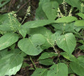 5 Stone Root Plant Bare Root 5 Pack Collinsonia canadensis Wildflower Herb Native Medicinal Appalachian Garden