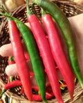 Thai Prik Chi Faa Pepper Seeds - 20 Fresh Harvested Premium Seeds - Spicy Variety (Capsicum annuum)