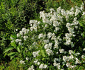 Multiflora Rose Bush Starter Plant Bare Root 6-12 Inches Rosa Multiflora