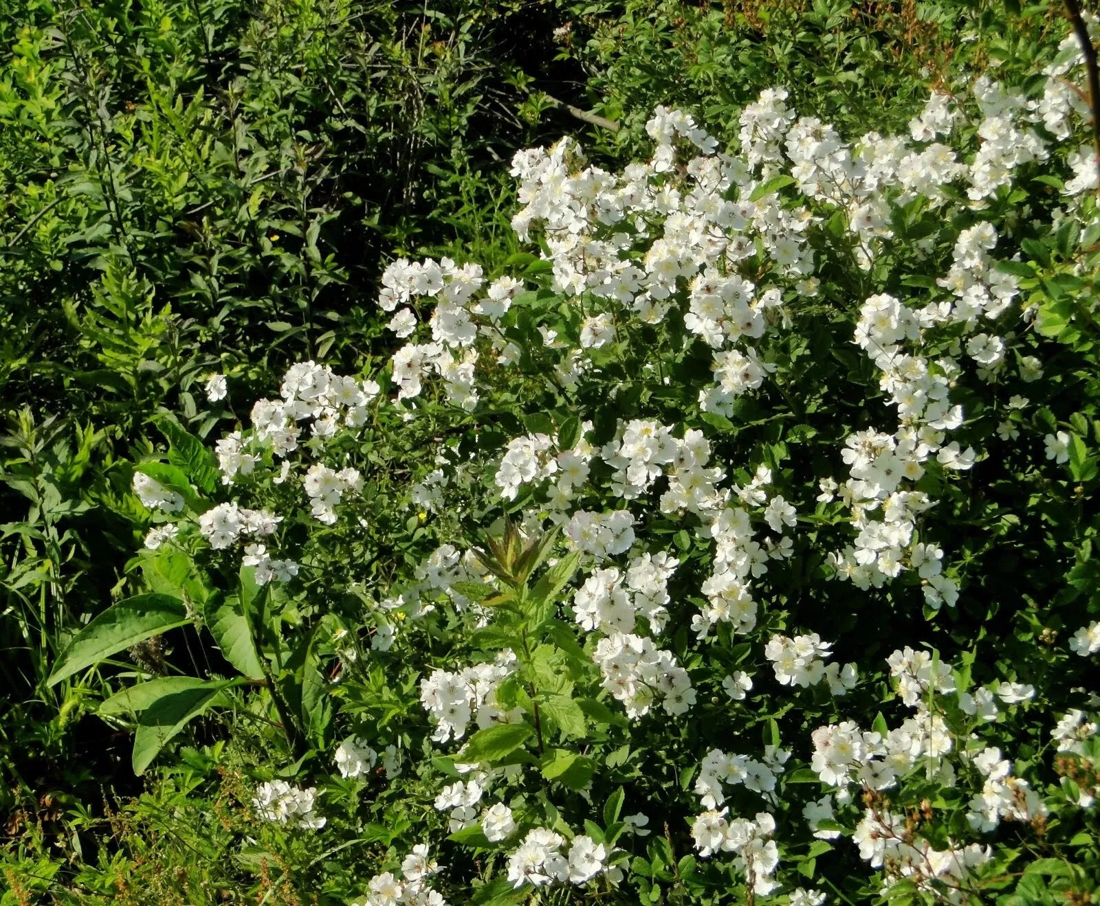 Multiflora Rose Bush Starter Plant Bare Root 6-12 Inches Rosa Multiflora