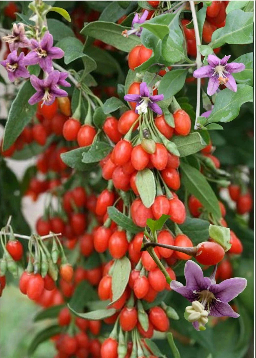 Red Goji Berry Seeds - 30+ Organic Wolfberry Seeds (Lycium barbarum) - USA Superfood 2024