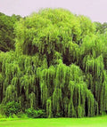 Weeping Willow Trees - 4 Pack - Golden Arching Canopy - Salix babylonica