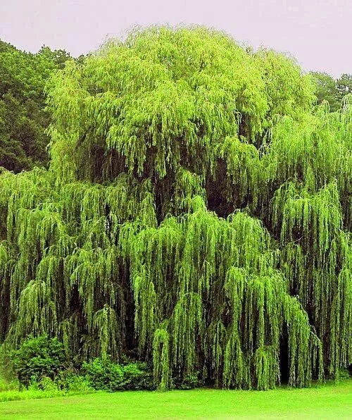 Weeping Willow Trees - 4 Pack - Golden Arching Canopy - Salix babylonica