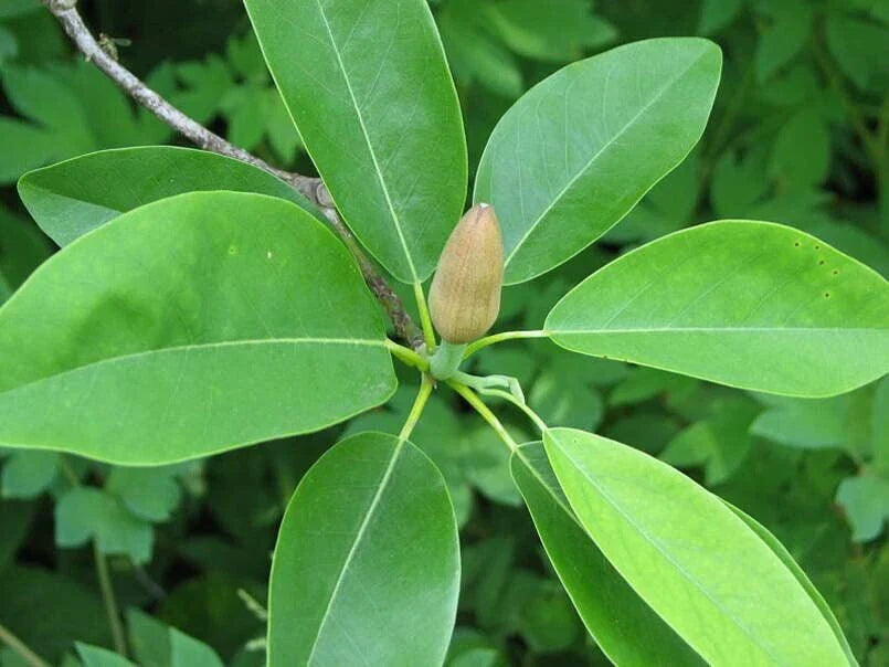 Sweetbay Magnolia Tree Seeds - 30 Pack - Northern Variety - Magnolia virginiana