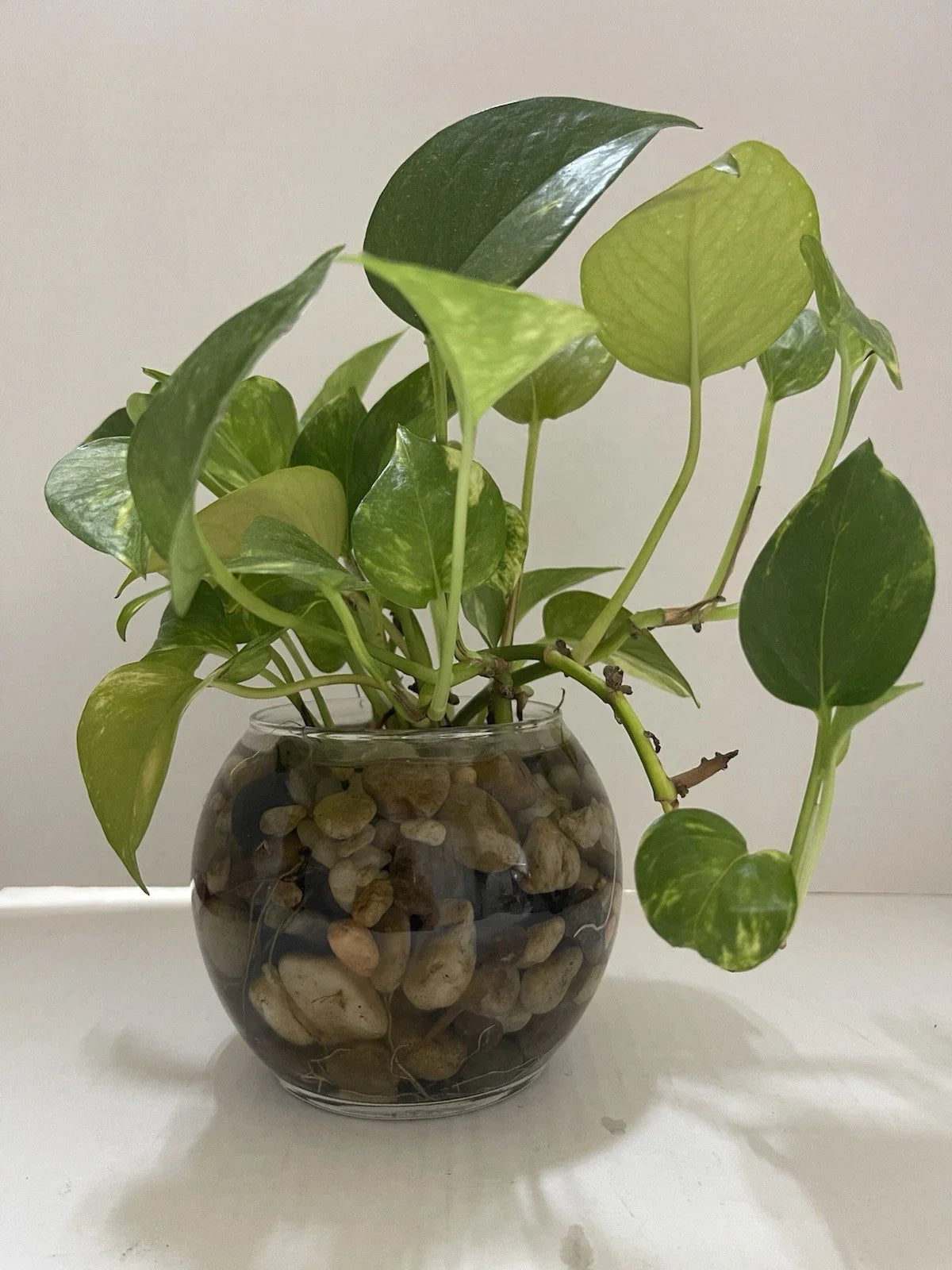 Pothos Live Plant Cuttings 3PC - 7in to 10in Well Rooted for Water - Epipremnum aureum