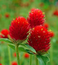 Organic Globe Amaranth Seeds - 200 Strawberry Fields Seeds - Free Shipping - Gomphrena globosa