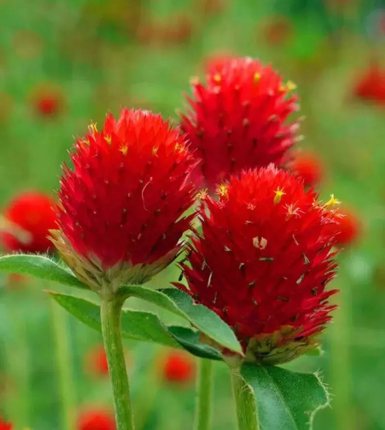 Organic Globe Amaranth Seeds - 200 Strawberry Fields Seeds - Free Shipping - Gomphrena globosa