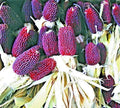 Strawberry Popcorn Seeds - 80 Count - Red Ornamental Corn - Zea mays everta