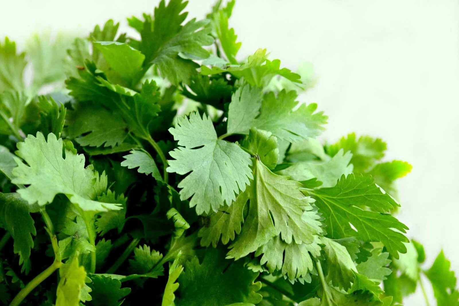 Cilantro Seeds 500g, Split Variety for Oriental & Mexican Cuisine, Coriandrum sativum, Free Shipping