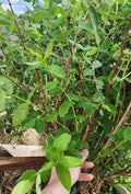 Honeyberry Cuttings - 8 pcs - Berry Blue - Lonicera caerulea - Leaves Just Starting to Grow