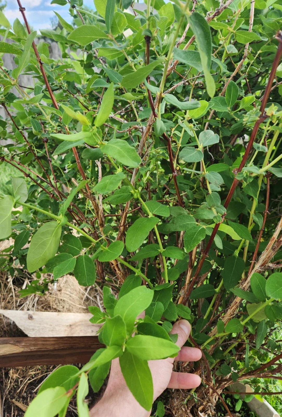Honeyberry Cuttings - 8 pcs - Berry Blue - Lonicera caerulea - Leaves Just Starting to Grow