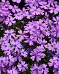 Purple Beauty Moss Phlox 100 Seeds - Pack for Garden Planting - Phlox subulata - USA