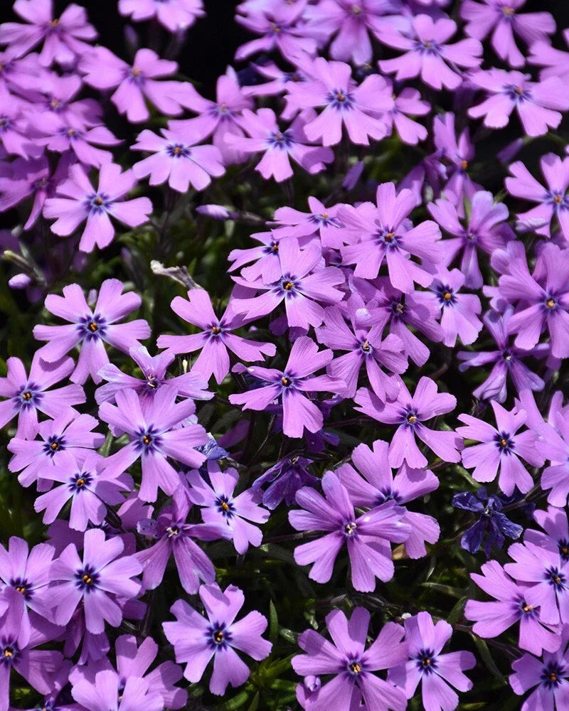 Purple Beauty Moss Phlox 100 Seeds - Pack for Garden Planting - Phlox subulata - USA