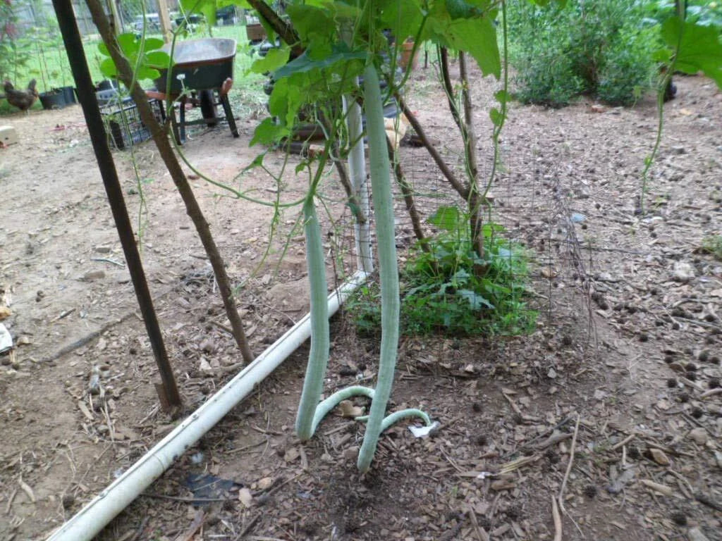 Long Snake Gourds Seeds, 10 Pack, Chichinda Variety, Grow 8 to 10 Feet Long, Cucurbita ficifolia