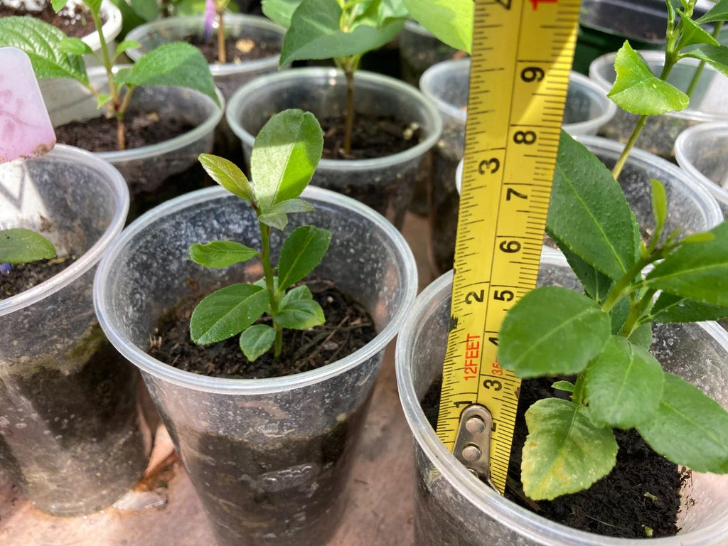 Lemon Tree Seedling 2-3” Bare Root – Citrus limon Live Plant, Fruit Tree Starter, Fragrant, Indoor/Outdoor Patio Garden