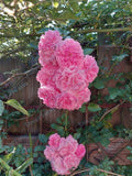 Seven Sisters Pink Rose Rambler Bare Root Live Plant, Two (2) Over One Year Old - Rosa multiflora