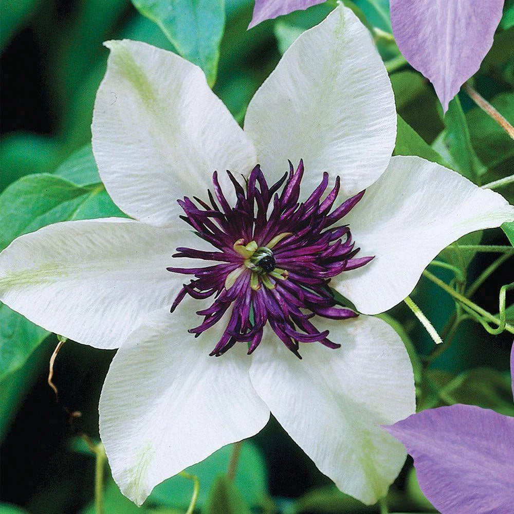 Clematis Seeds - 25 White Purple Perennial Flower Seeds - Clematis spp. - US Seller