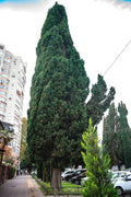Green Giant Thuja Seeds - 30+ Pack - Arborvitae Cedar Tree (Thuja plicata) - Free Shipping