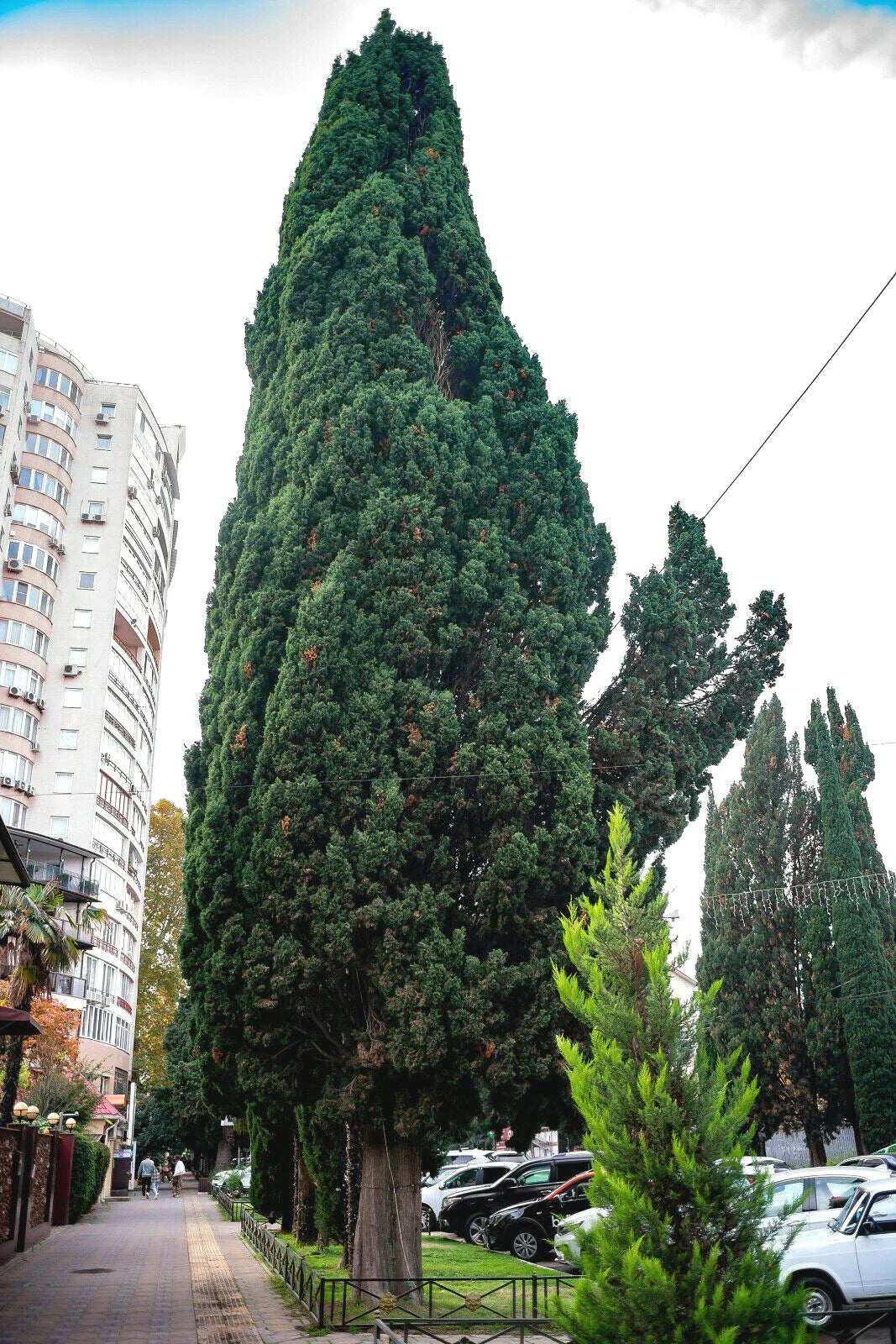 Green Giant Thuja Seeds - 30+ Pack - Arborvitae Cedar Tree (Thuja plicata) - Free Shipping