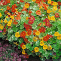 Nasturtium Seeds 50+ Pack - Alaska Mix - Ideal for Garden Planting - Tropaeolum majus