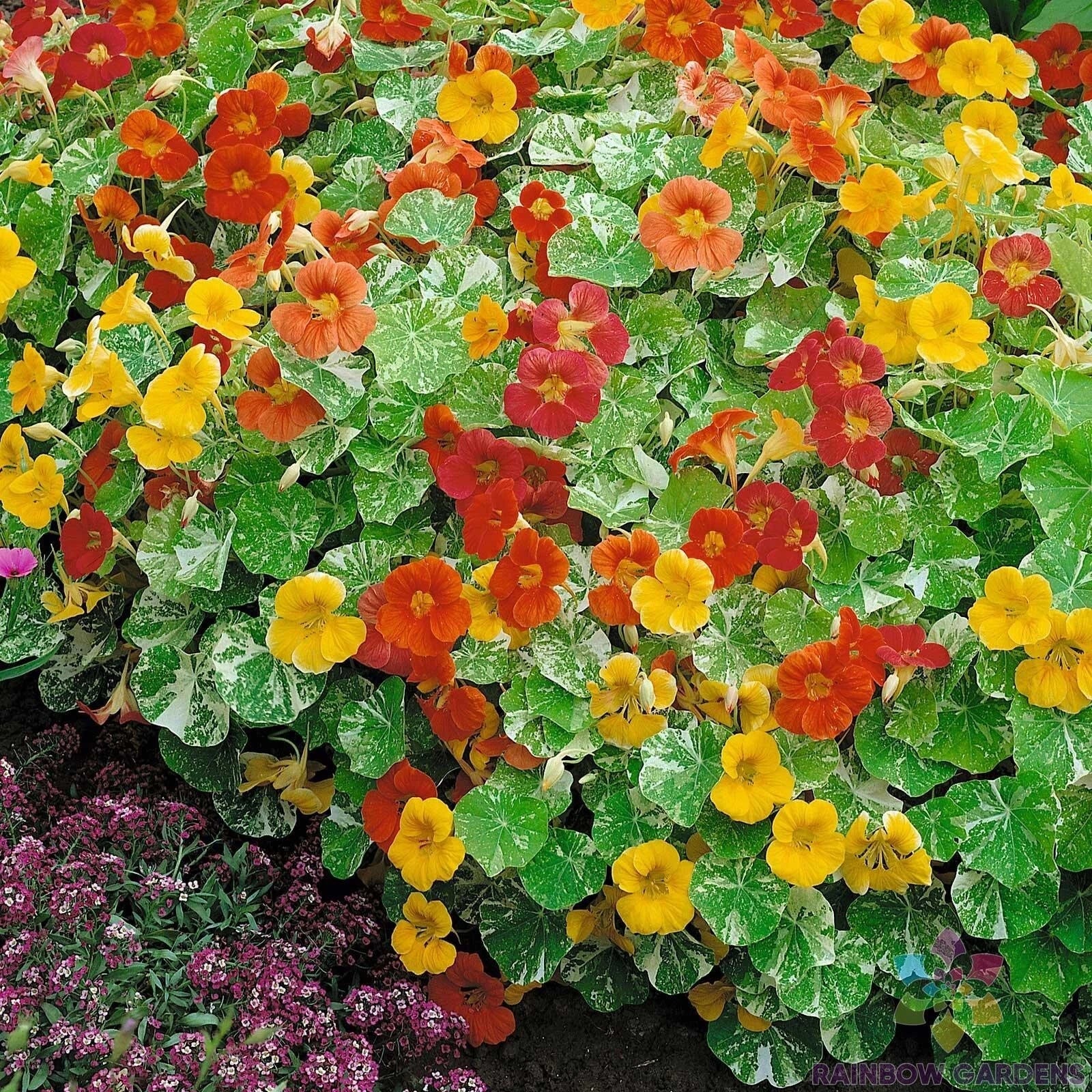 Nasturtium Seeds 50+ Pack - Alaska Mix - Ideal for Garden Planting - Tropaeolum majus