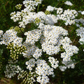 Yarrow Seeds - 2250 Count - White Perennial - Achillea millefolium - Non-GMO, Garden Planting Seeds