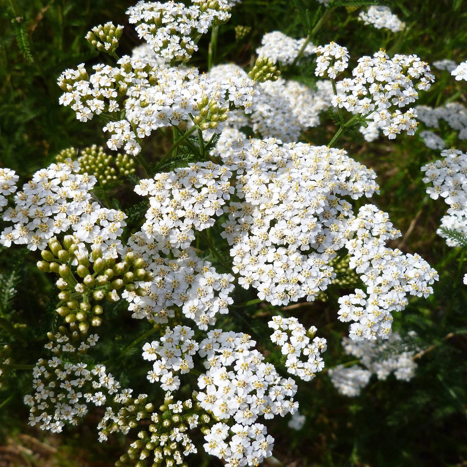 Yarrow Seeds - 2250 Count - White Perennial - Achillea millefolium - Non-GMO, Garden Planting Seeds
