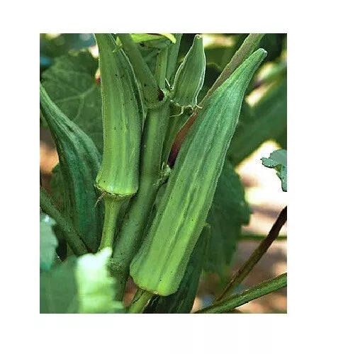 Okra Seeds - Clemson Spineless Variety - 4000 Heirloom Non-GMO Seeds for Delicious Tender Pods