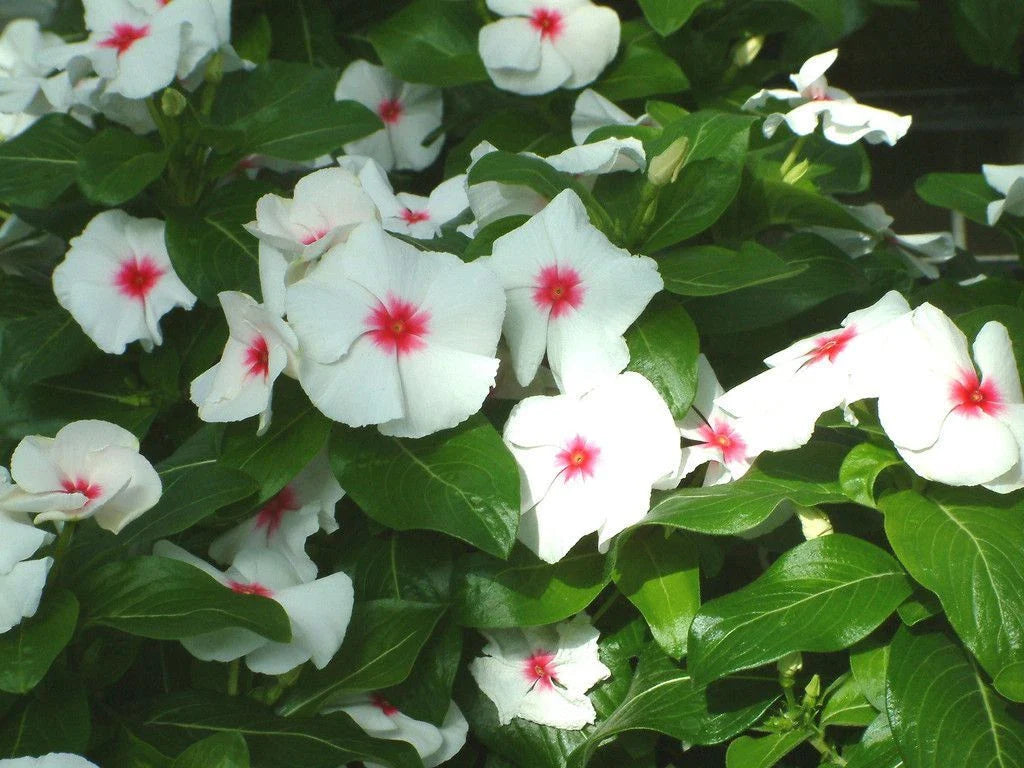 Vinca Seeds 500 Count, Sunsplash White with Eye, Catharanthus roseus, Non-California Shipping