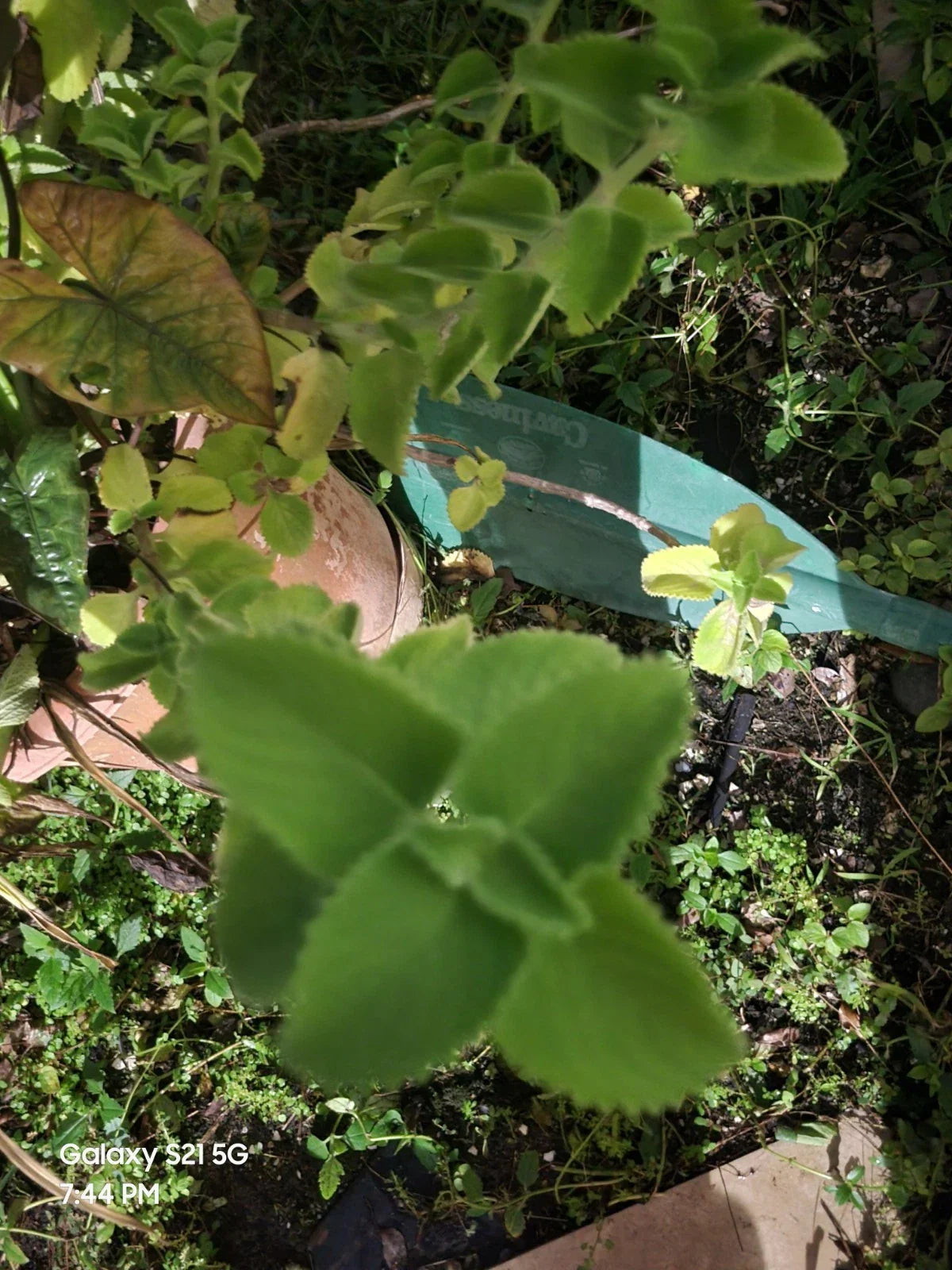 Cuban Oregano Cuttings - 2 Live Plants - Plectranthus amboinicus - Fresh Culinary Herb for Cooking and Gardening