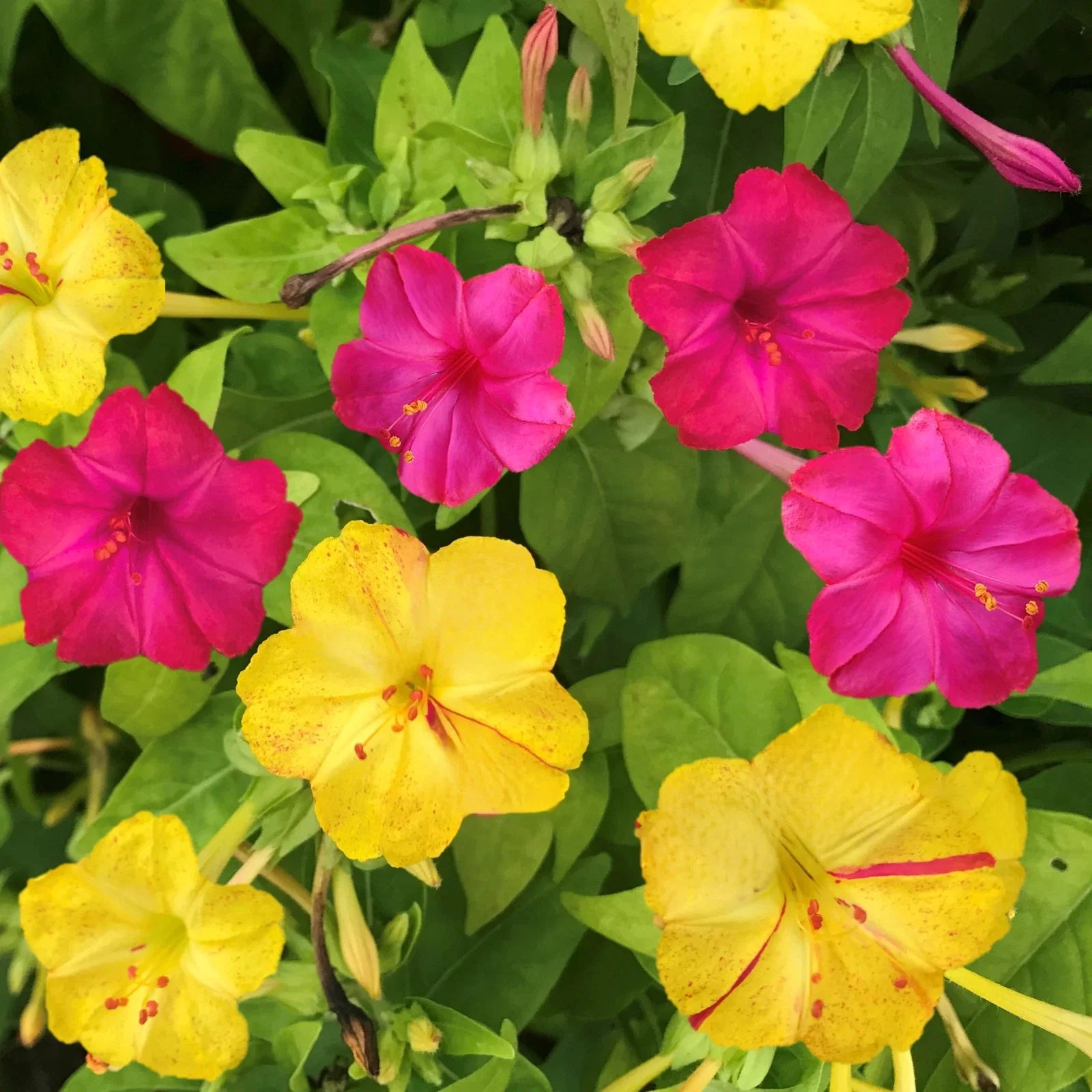 Four O'Clock Seeds - Pink & Yellow Mix - Mirabilis jalapa - Ideal for 2025 Planting