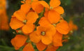 Siberian Wallflower Seeds - 500 Organic Seeds - Erysimum cheiri - USA Grown, Ships Free