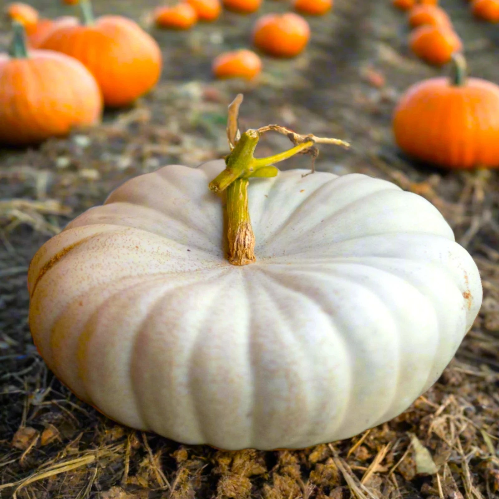 Flat White Boer Pumpkin Seeds | Stackable Cinderella Casper Squash Seeds | Cucurbita pepo | 2025 Variety