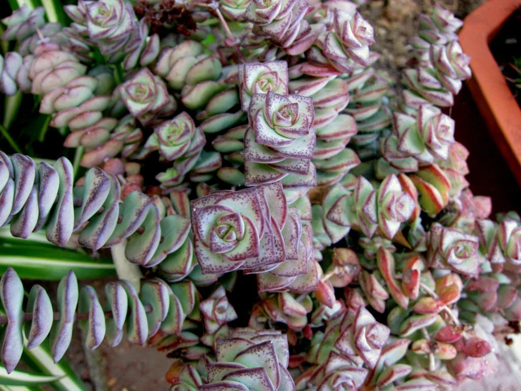 String of Buttons Cuttings - Crassula Perforata Succulent Plants - 3 Healthy Cuttings for Propagation