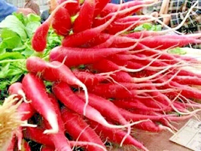 Organic Red Arrow Radish Seeds - 301+ Count - Mild Sweet Variety for Container Vegetable Garden