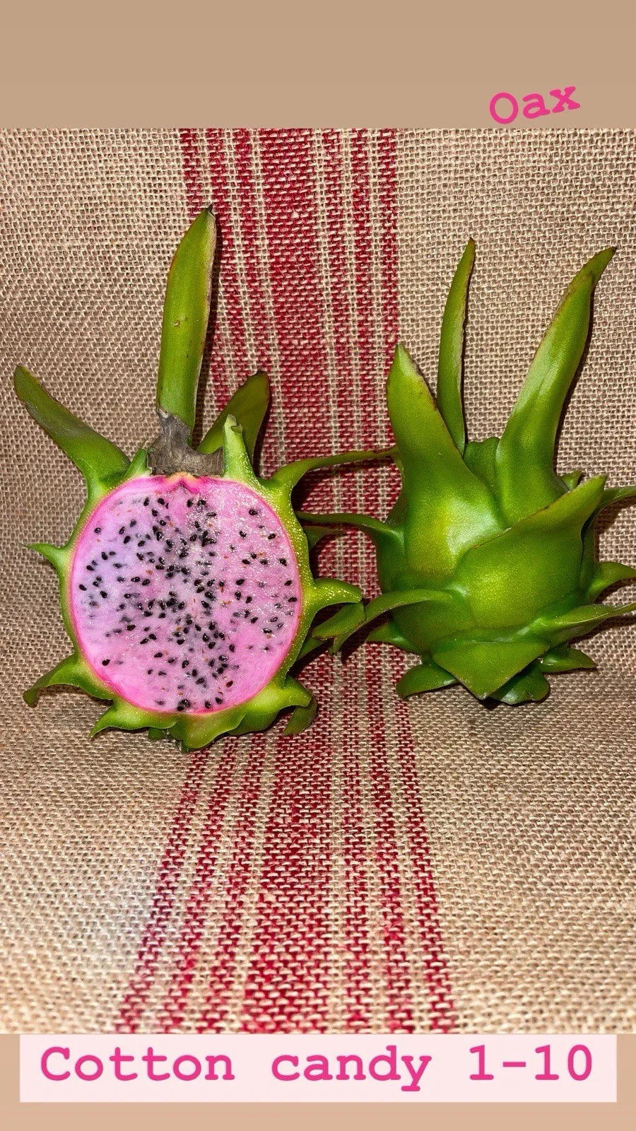 Cotton Candy Cuttings 15-18 Inch Long - Sweet Potato Vine - Ipomoea batatas