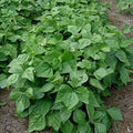 Contender Bush Bean Seeds - 50+ Seeds - High Yield Variety - Phaseolus vulgaris
