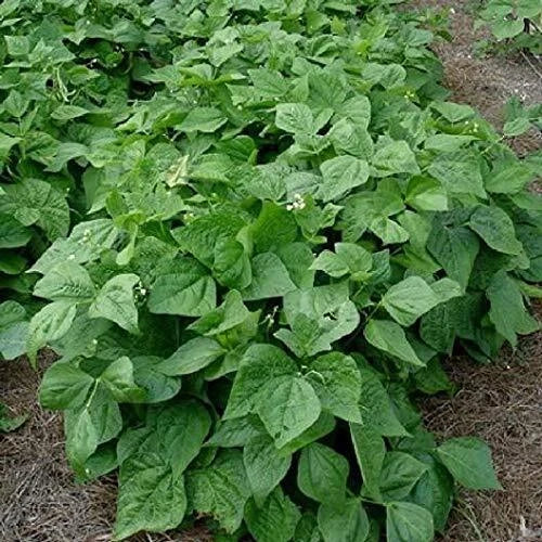 Contender Bush Bean Seeds - 50+ Seeds - High Yield Variety - Phaseolus vulgaris