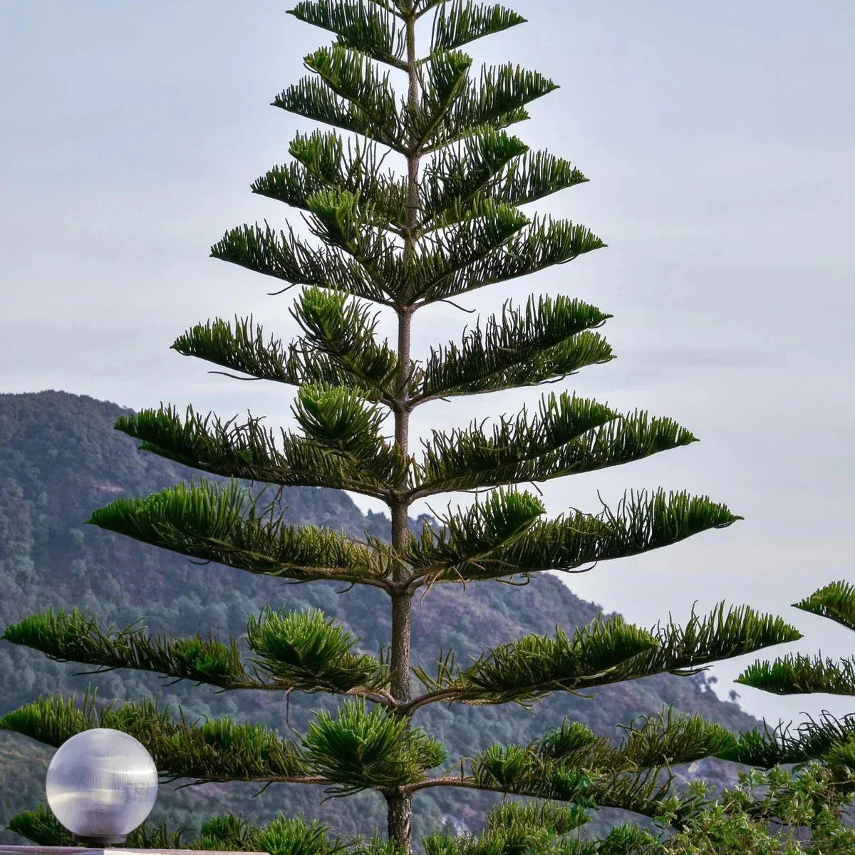 Norfolk Island Pine - 5 Seeds - Christmas Tree Indoor Houseplant - Araucaria excelsa