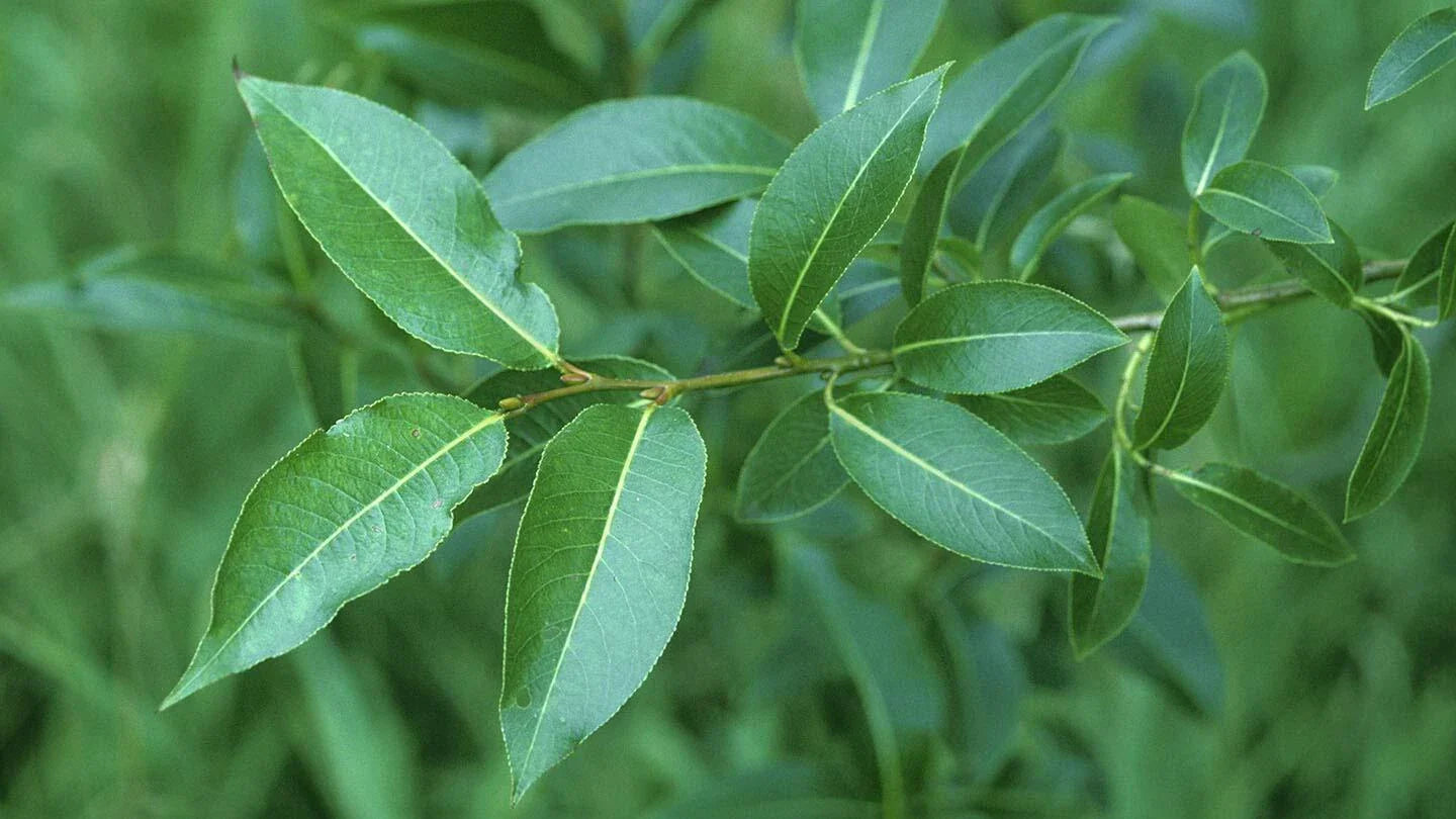 Bay Leaf Willow Tree Cuttings - 2 Pack - Rare Variety - Salix pentandra