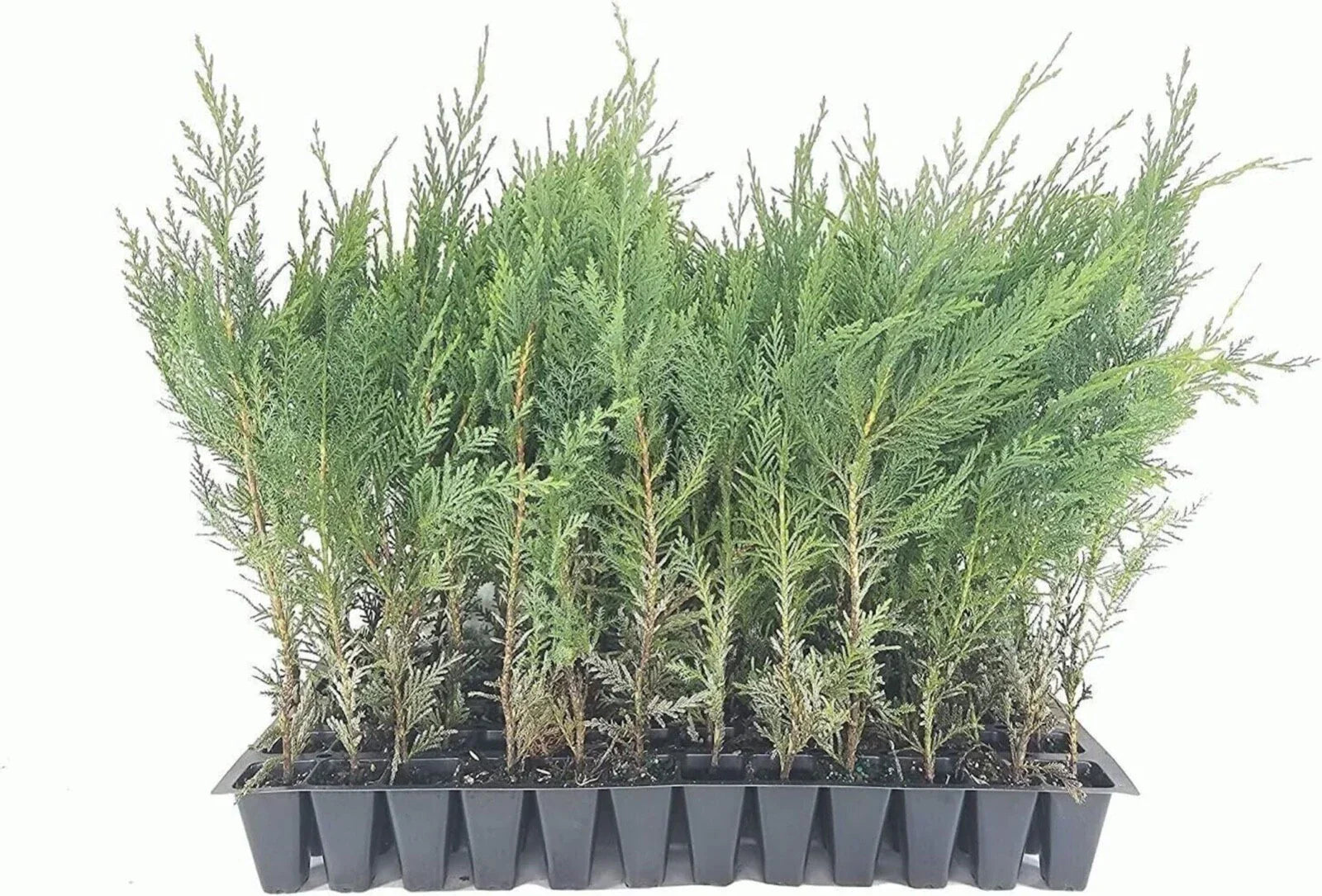 Murray Cypress Trees - 3 Live Plants - Upright Evergreen Privacy Screen - Cupressus macnabiana - Hardy, Fast Growing