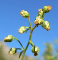Tarragon Herb Seeds - 50 Pack - Dragon Herb - Artemisia Dracunculus for Planting