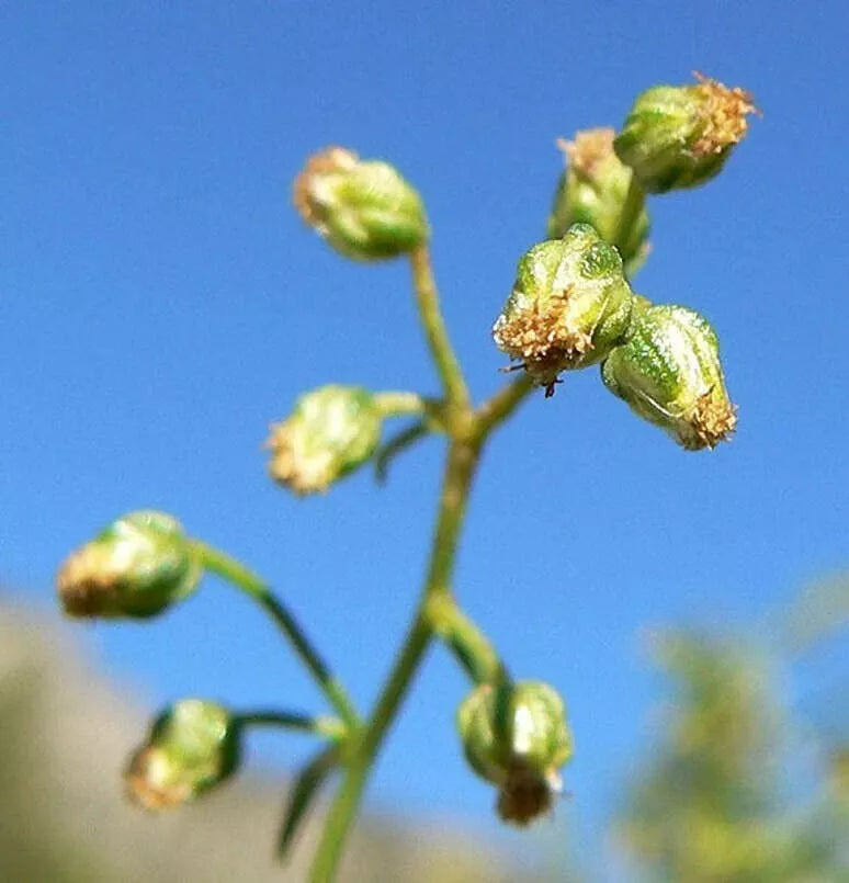 Tarragon Herb Seeds - 50 Pack - Dragon Herb - Artemisia Dracunculus for Planting