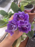 Gloxinia Freshly Cut Leaf, Azure Variety, Indoor Plant, Gloxinia sylvatica