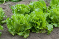 Lettuce Seed - Nevada Loose Leaf Variety - Fresh Seed for Home Gardening - Lactuca sativa
