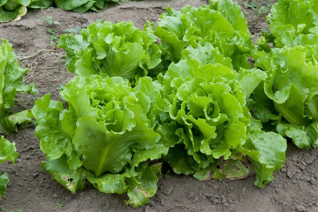 Lettuce Seed - Nevada Loose Leaf Variety - Fresh Seed for Home Gardening - Lactuca sativa